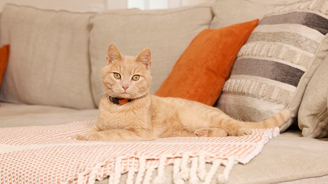 Temperaments of Popular Cat Breeds | IAMS™